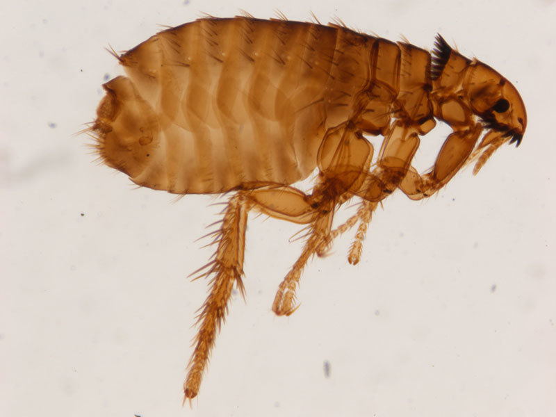 How To Give Your Dog A Flea Bath / How To Give Your Puppy A Bath Not